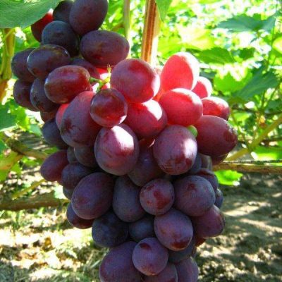 Виноград, продажа саженцев в Воронеже, питомник низких цен